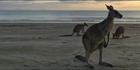 Kangaroos at sunrise - Cape Hillsborough NP - QLD (PBH4 00 15236)